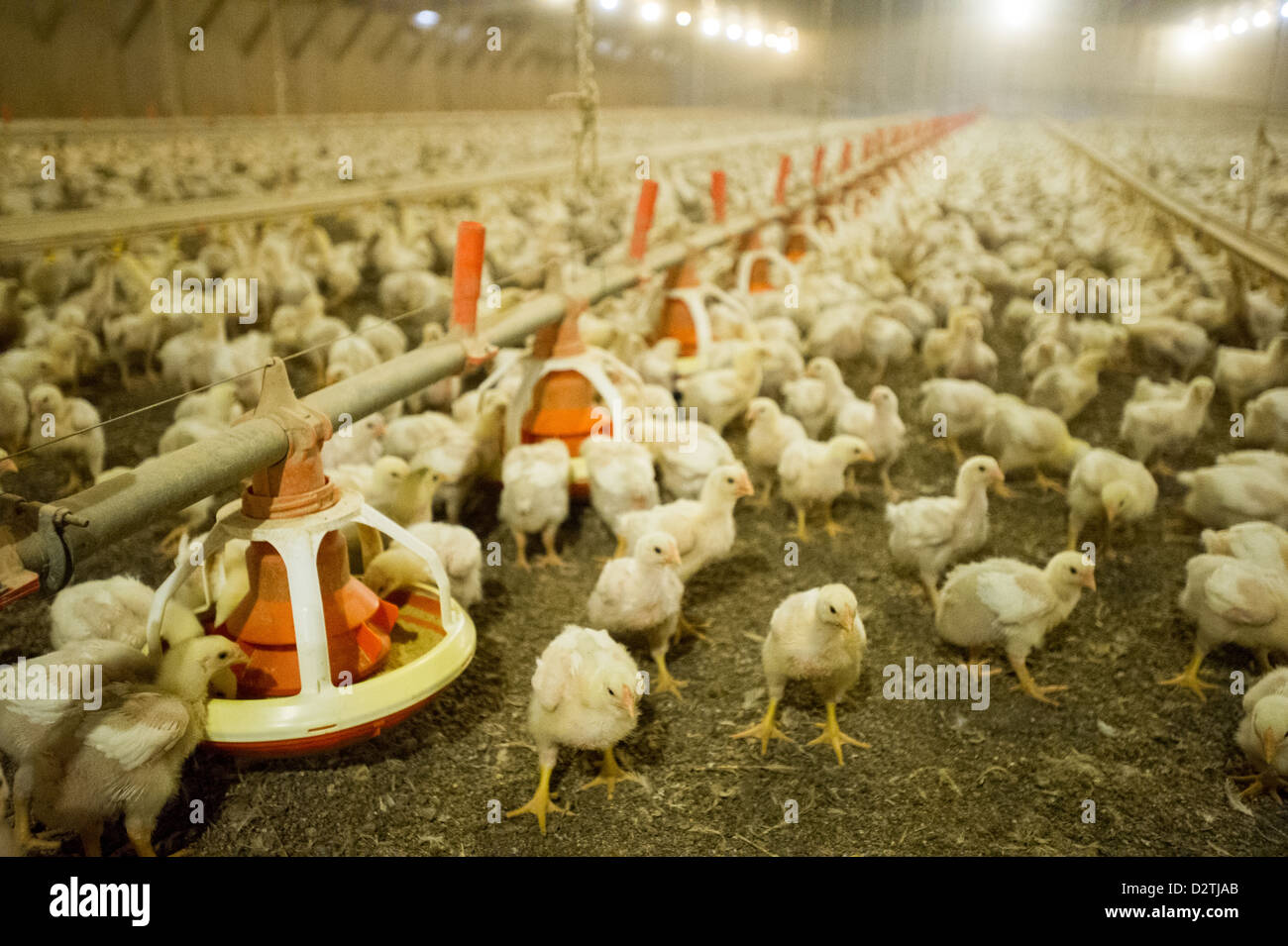 Küken in einem Hühnerstall auf einer Geflügelfarm in Centerville MD Stockfoto