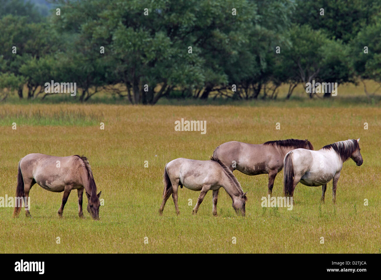 Herde von Konik-Pferde, polnische primitive Pferderasse aus Polen, Beweidung in Feld Stockfoto