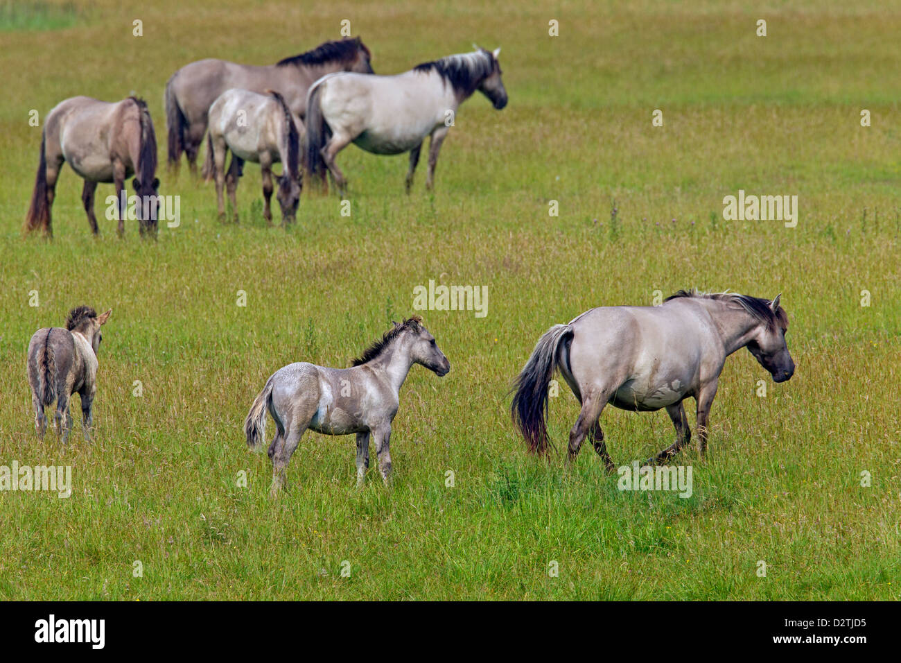 Herde von Konik-Pferde mit Fohlen im Feld, polnische primitive Pferderasse aus Polen Stockfoto