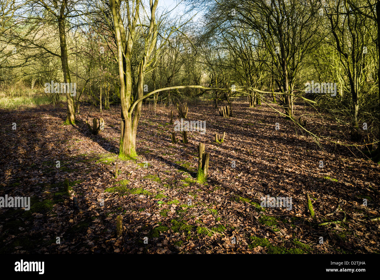 Gefällte Bäume am Ufton Felder Naturschutzgebiet im Winter, Warwickshire, England, UK Stockfoto