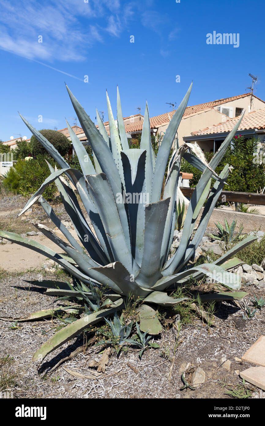 Agave-Kaktus vor ein Ferienhaus in Gruissan, Sdfrankreich Stockfotografie  - Alamy