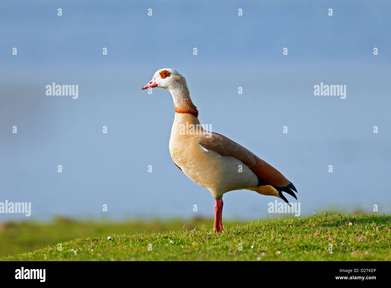 Nilgans (Alopochen Aegyptiacus), invasive Exoten am Seeufer Stockfoto