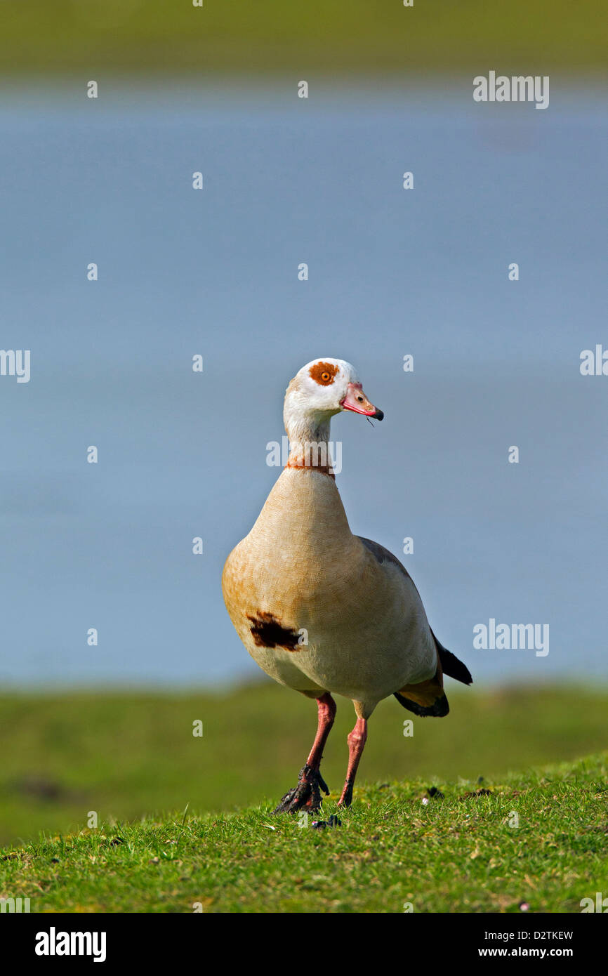 Nilgans (Alopochen Aegyptiacus), invasive Exoten am Seeufer Stockfoto
