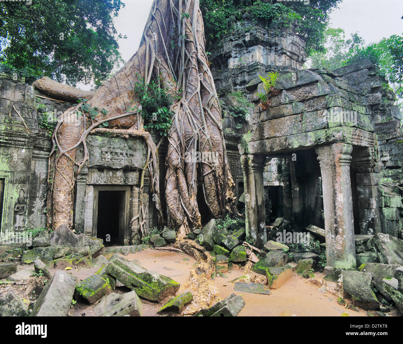Kambodscha, Angkor, Ta Prohm, tropischer Vegetation überwächst antiken Architektur in Ta Prohm Tempel aus dem 12. Jahrhundert Stockfoto