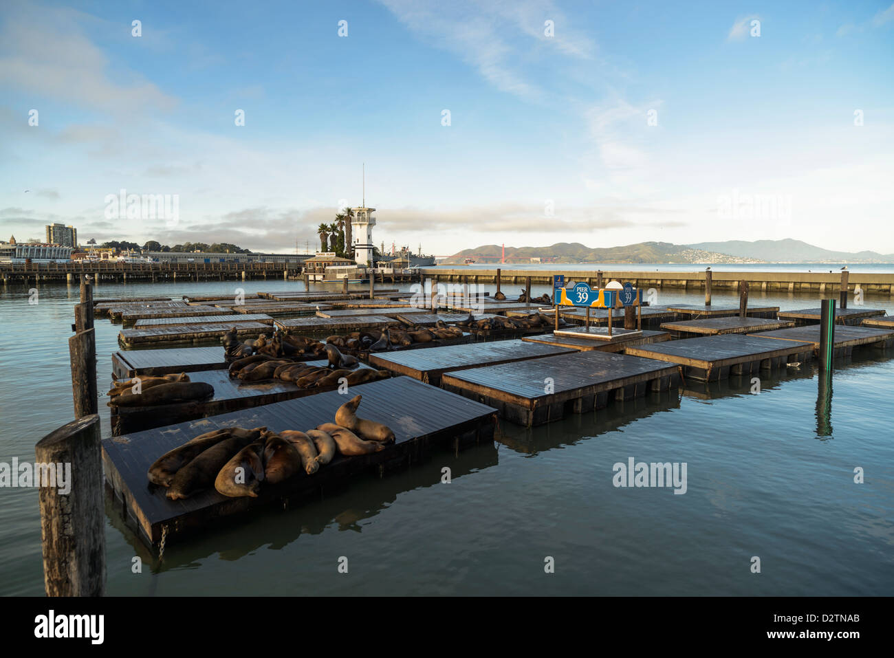 Seelöwen am Pier 39 in Fishermans Wharf in San Francisco, Kalifornien, USA Stockfoto