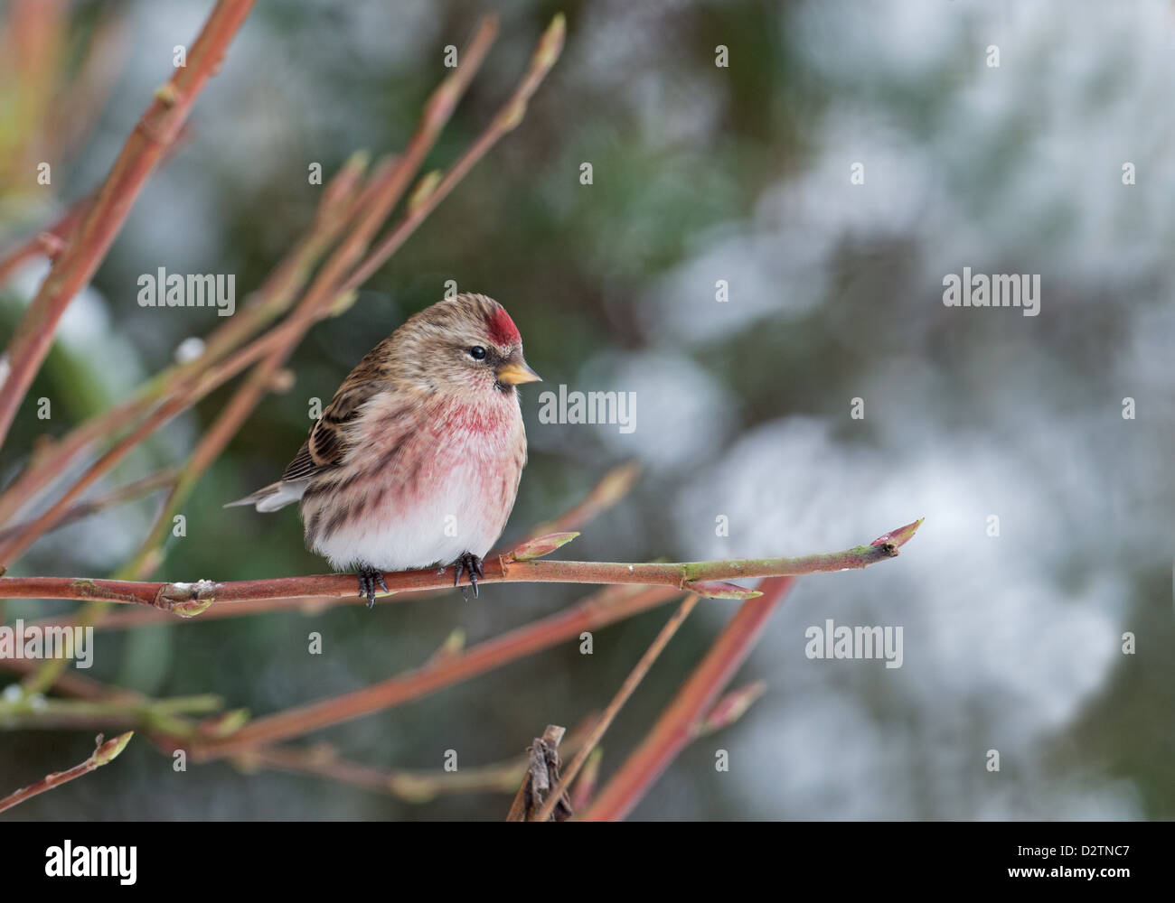 Männliche weniger Redpoll (Zuchtjahr Cabaret) Winter. UK Stockfoto