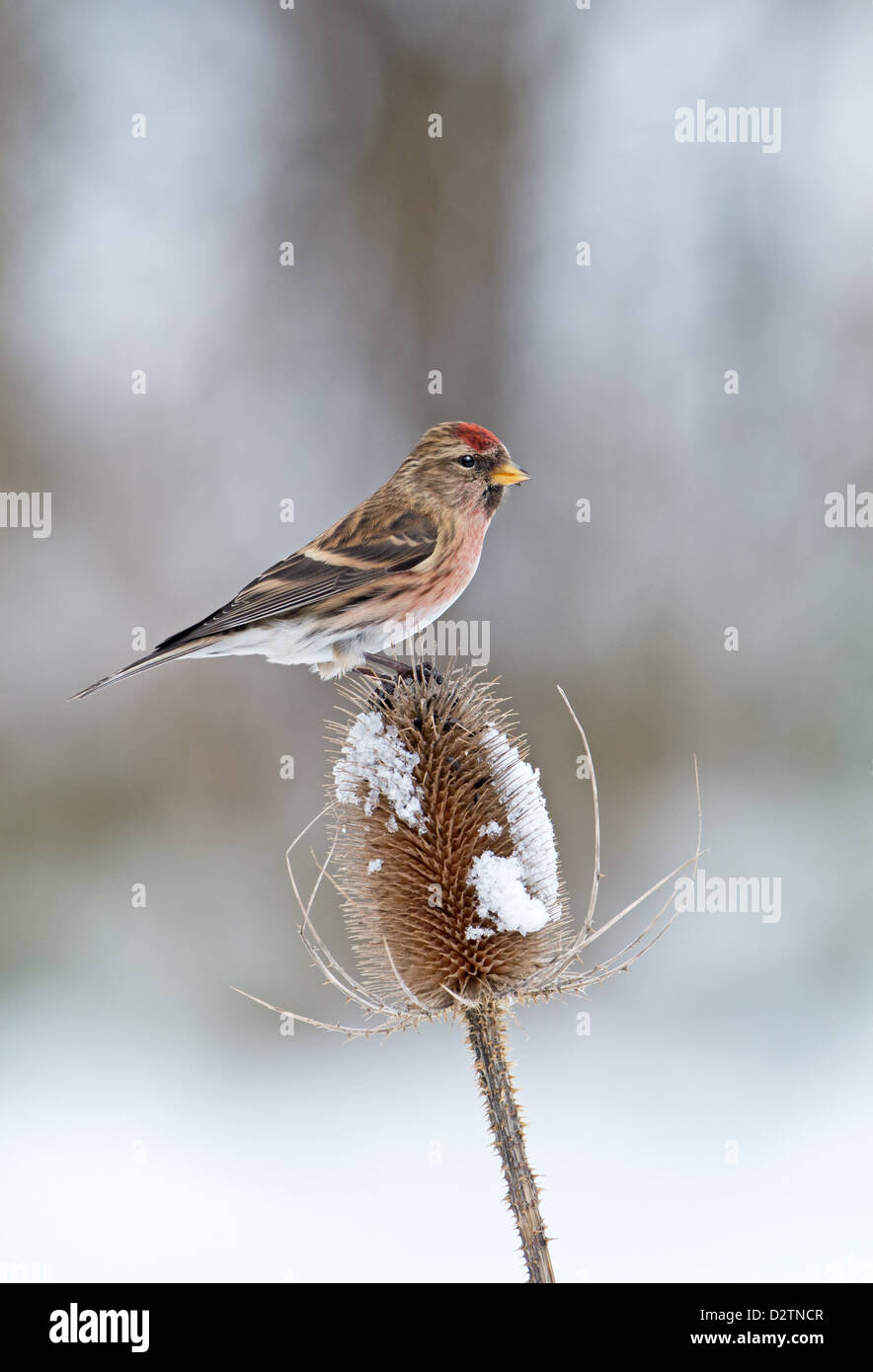 Männliche weniger Redpoll (Zuchtjahr Cabaret) thront auf Schnee bedeckt Karde (Dipsacus Fullonum) Winter. UK Stockfoto