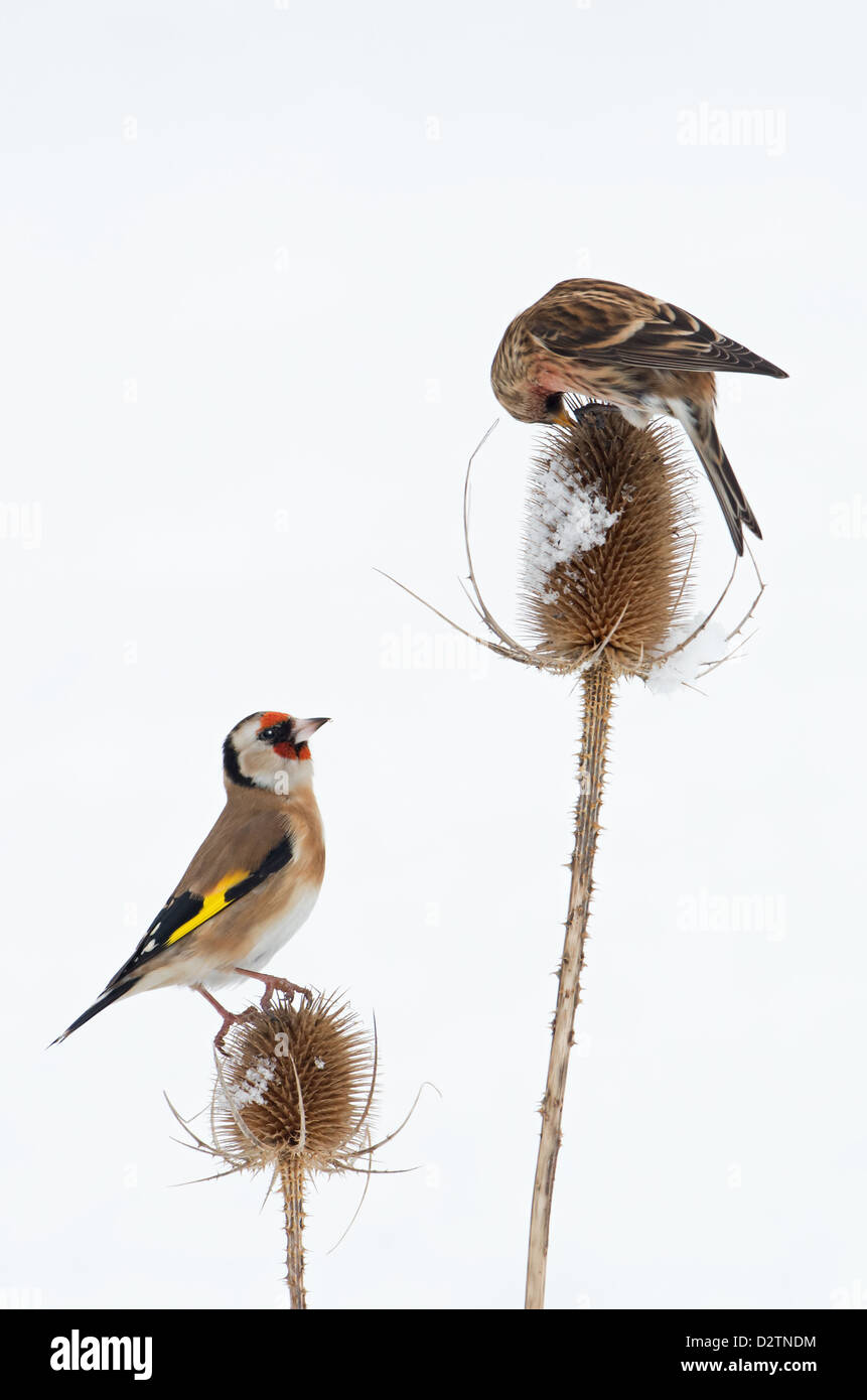 Geringerer Redpoll (Zuchtjahr Kabarett) und Stieglitz (Zuchtjahr Zuchtjahr) auf Schnee bedeckt Karde (Dipsacus Fullonum) Winter. UK Stockfoto