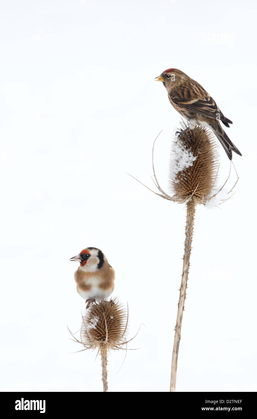 Geringerer Redpoll (Zuchtjahr Kabarett) und Stieglitz (Zuchtjahr Zuchtjahr) auf Schnee bedeckt Karde (Dipsacus Fullonum) Winter. UK Stockfoto