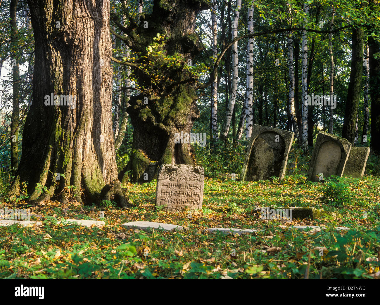 Jüdischer Friedhof in Szczebrzeszyn, Polen Stockfoto