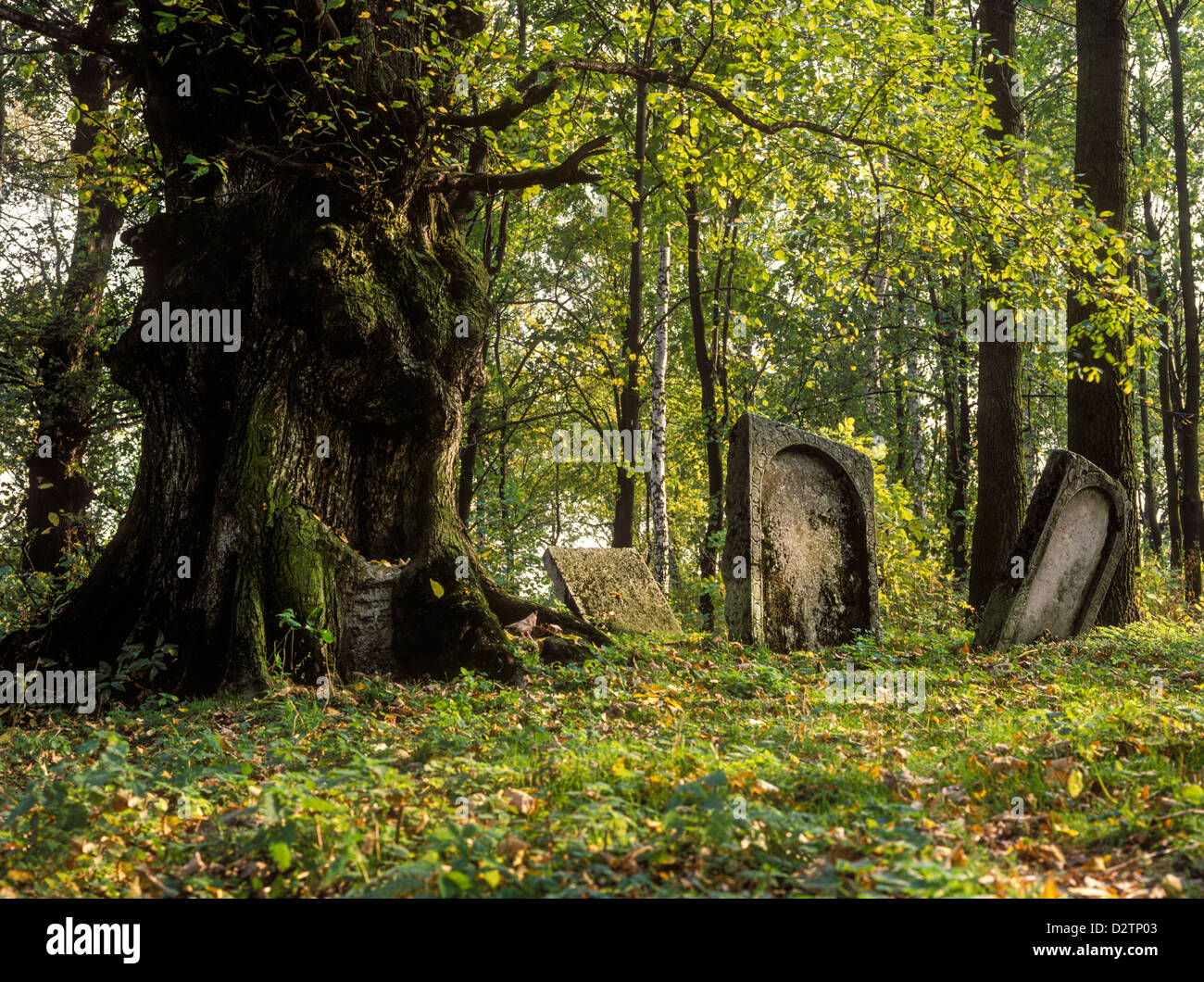 Jüdischer Friedhof in Szczebrzeszyn, Polen Stockfoto