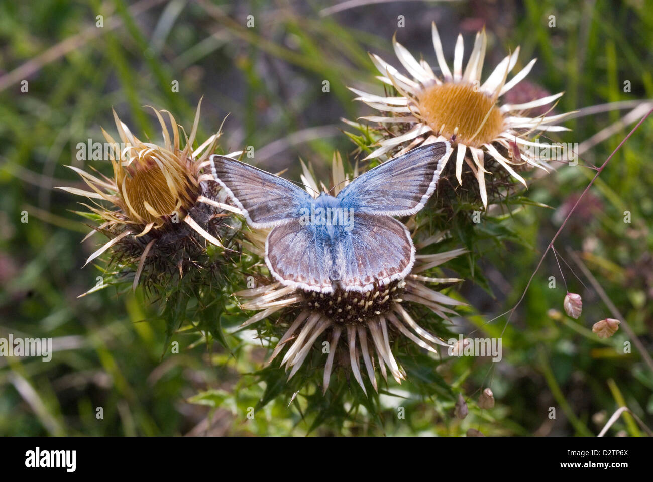 Kreide-Hill Blue Butterfly Stockfoto