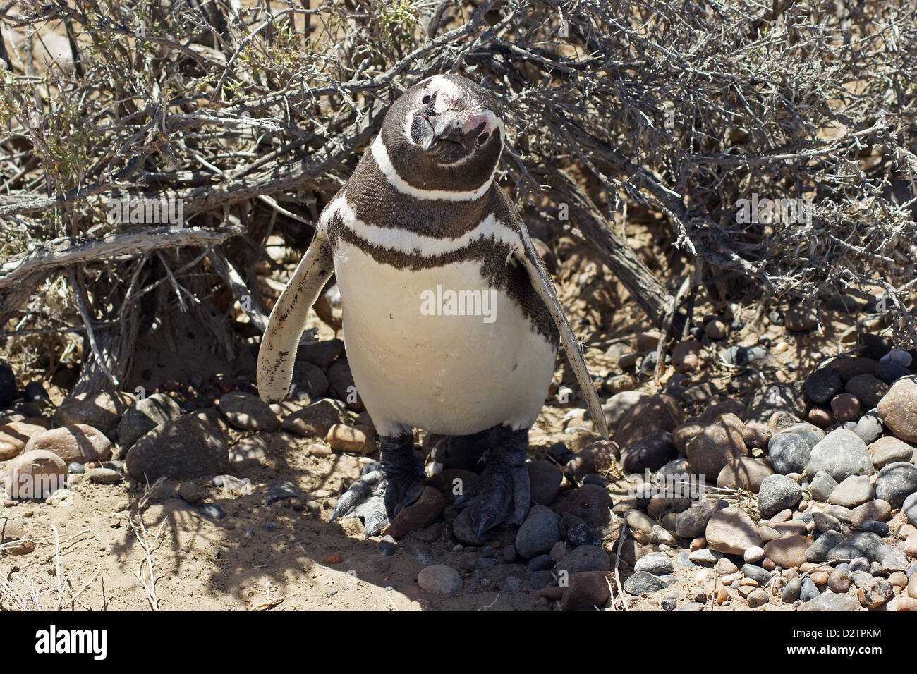 Kolonie von Magellan-Pinguine (Spheniscus Magellanicus) in Punta Tombo, eines der größten in der Welt, Patagonien, Argentinien Stockfoto