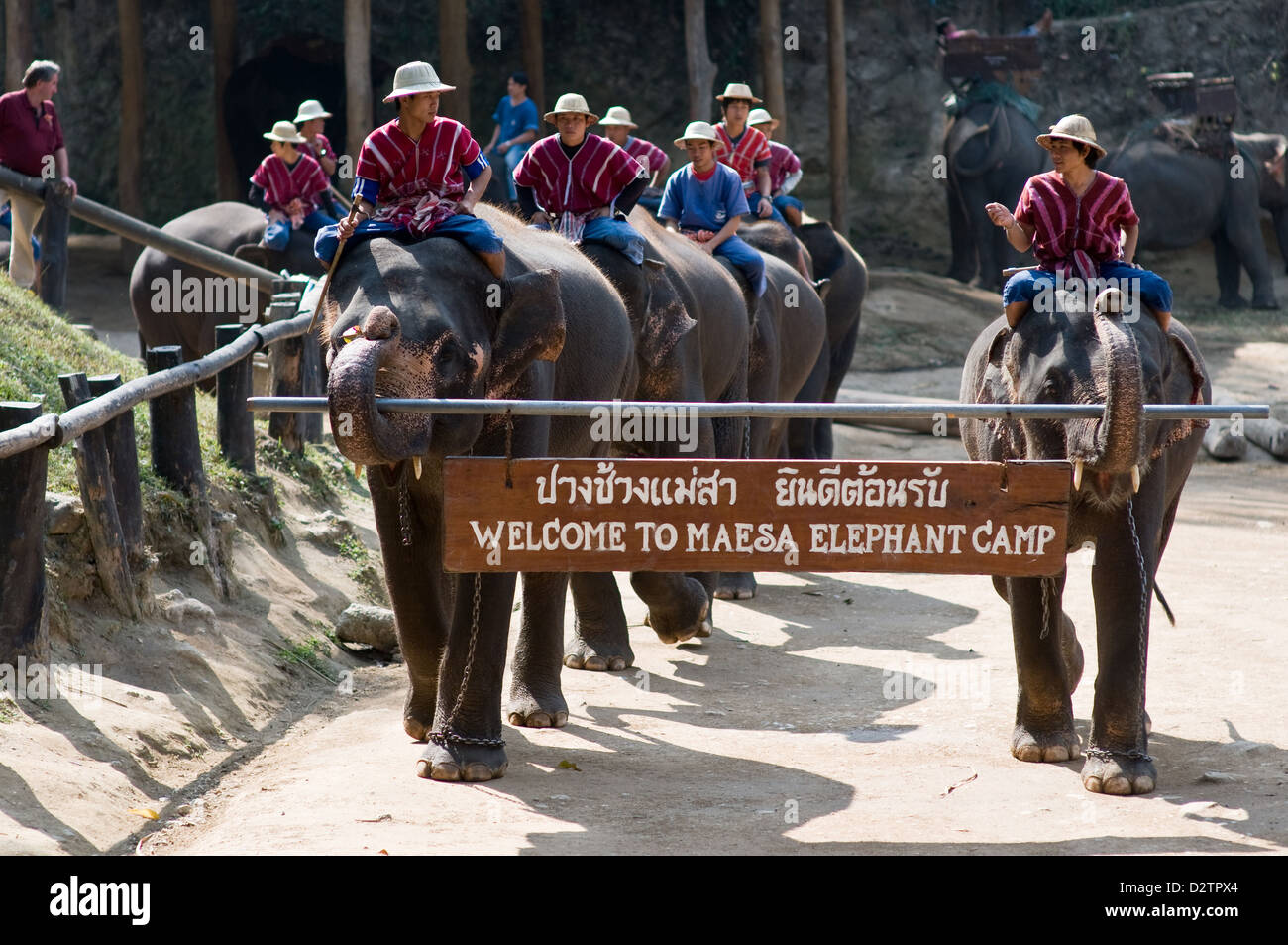 Chiang Mai, Thailand, Elefanten tragen mit ihren Haltern, das Willkommensschild Stockfoto