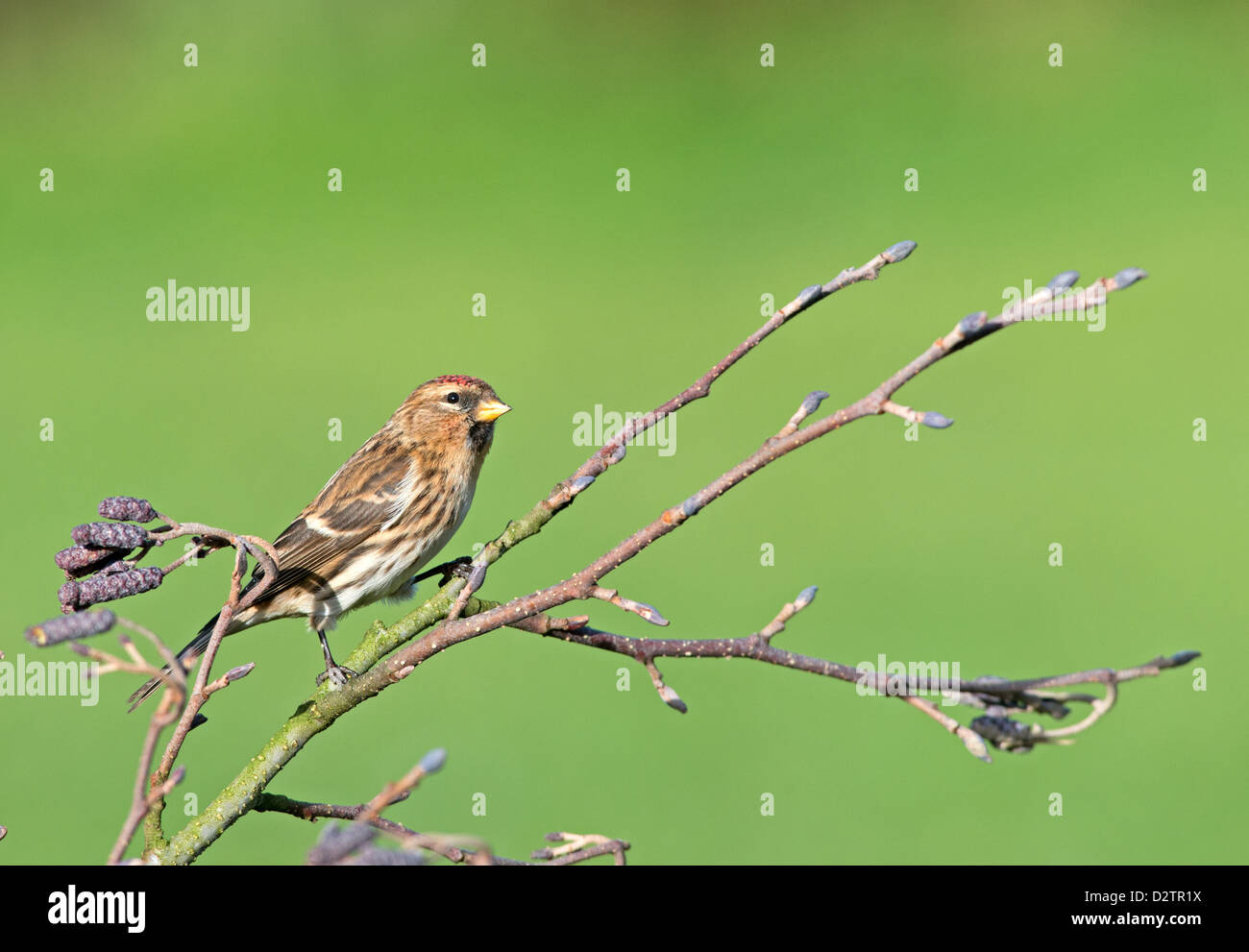 Weibliche weniger Redpoll. (Zuchtjahr Cabaret) Thront auf Erle. Winter. UK Stockfoto