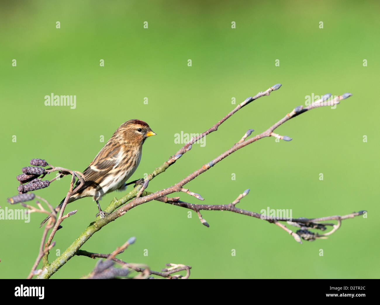Weibliche weniger Redpoll. (Zuchtjahr Cabaret) Thront auf Erle. Winter. UK Stockfoto