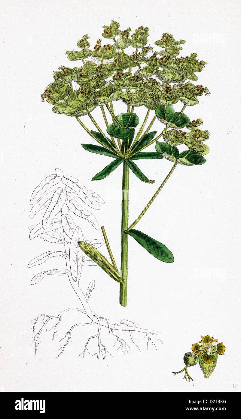 Euphorbia Esula grünen verzweigten Wolfsmilch Stockfoto
