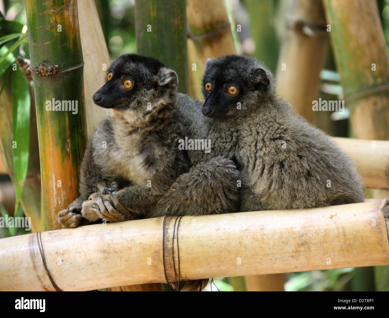 Gemeinsamen brauner Lemuren, Eulemur Fulvus, Lemuridae, Primaten. Madagaskar, Afrika. Stockfoto