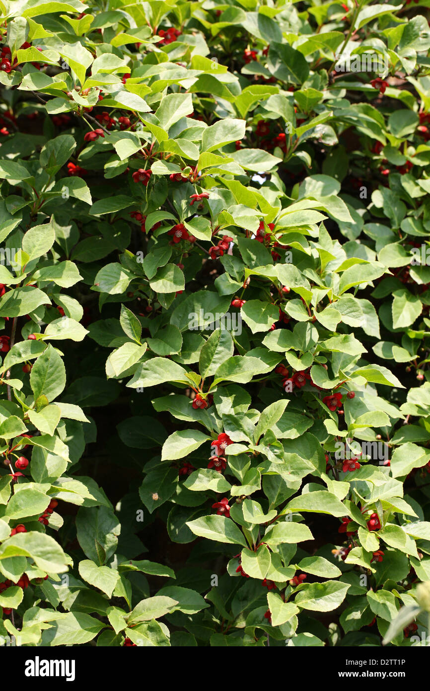 Magnolia Rebe, Schisandra Rubriflora, Schisandraceae. China. Stockfoto
