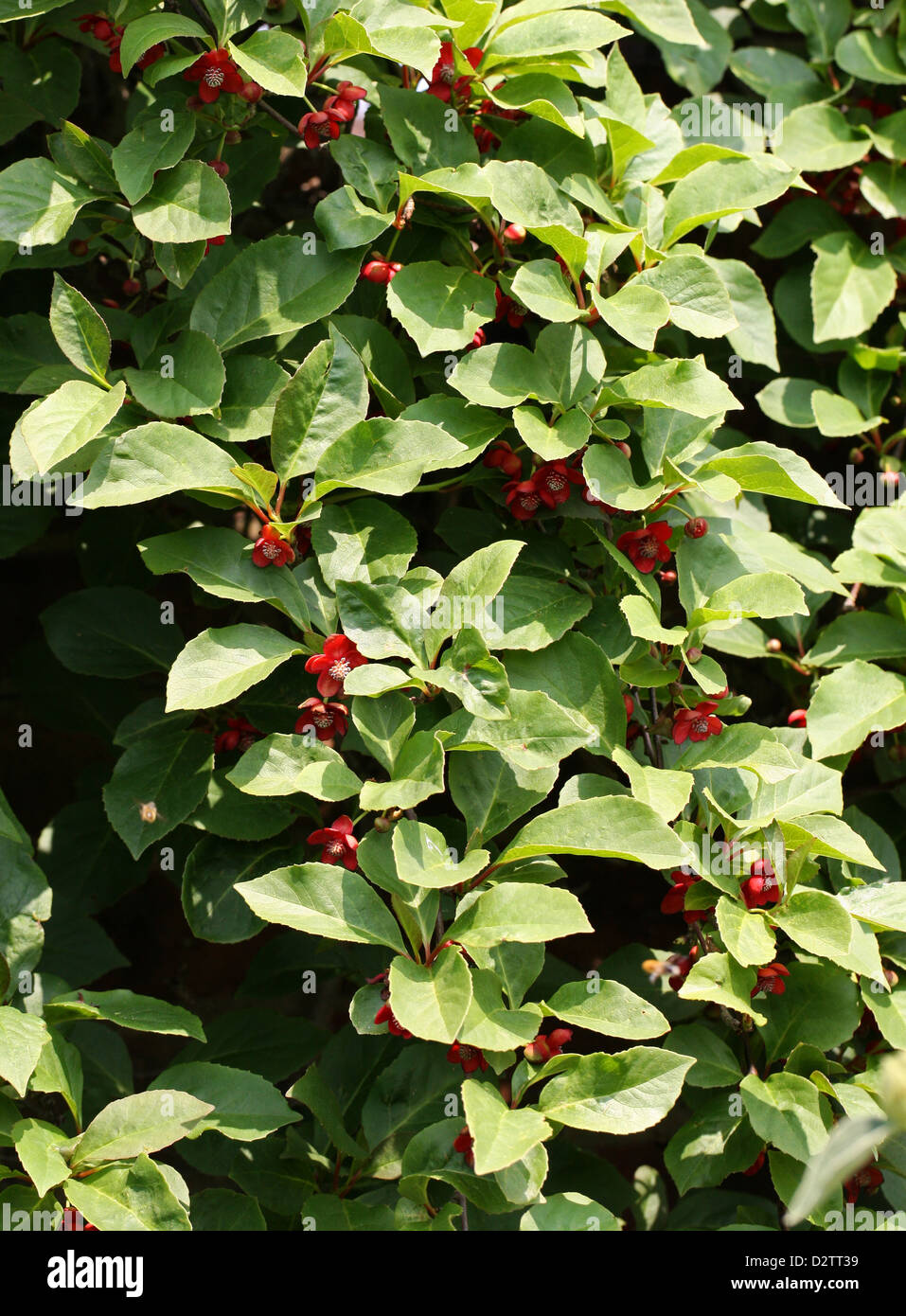Magnolia Rebe, Schisandra Rubriflora, Schisandraceae. China. Stockfoto
