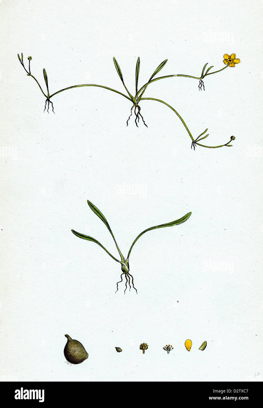 Ranunculus Reptans; Creeping Spearwort Stockfoto