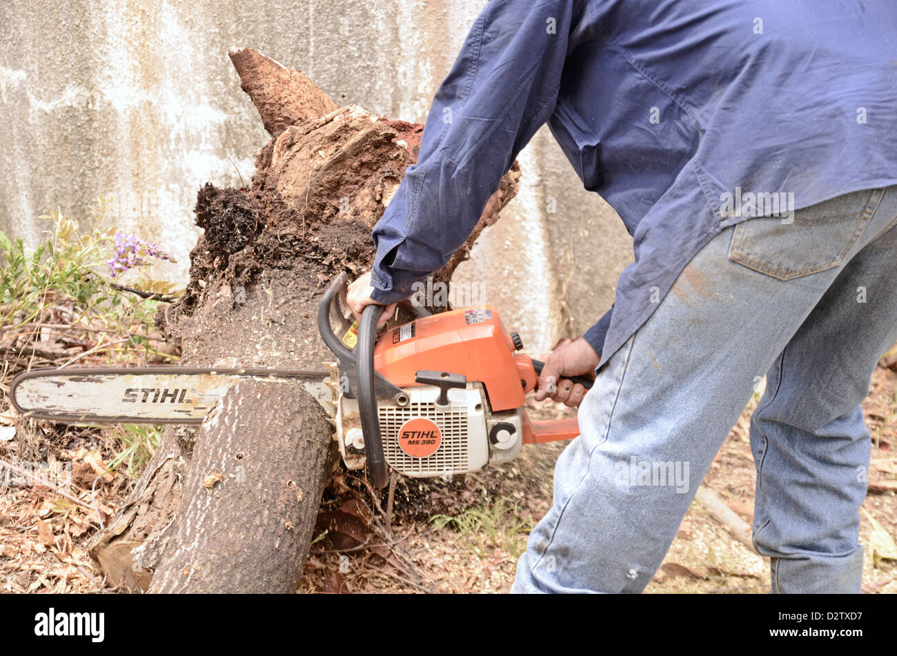 Mann schneiden umgestürzten Baum mit Kettensäge Stockfoto