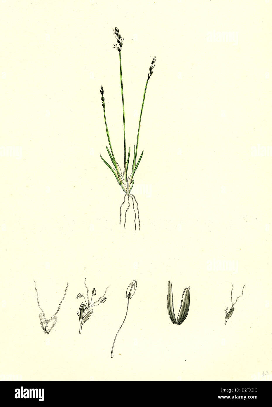 Chamagrostis Minima; Frühe Sand-Rasen Stockfoto