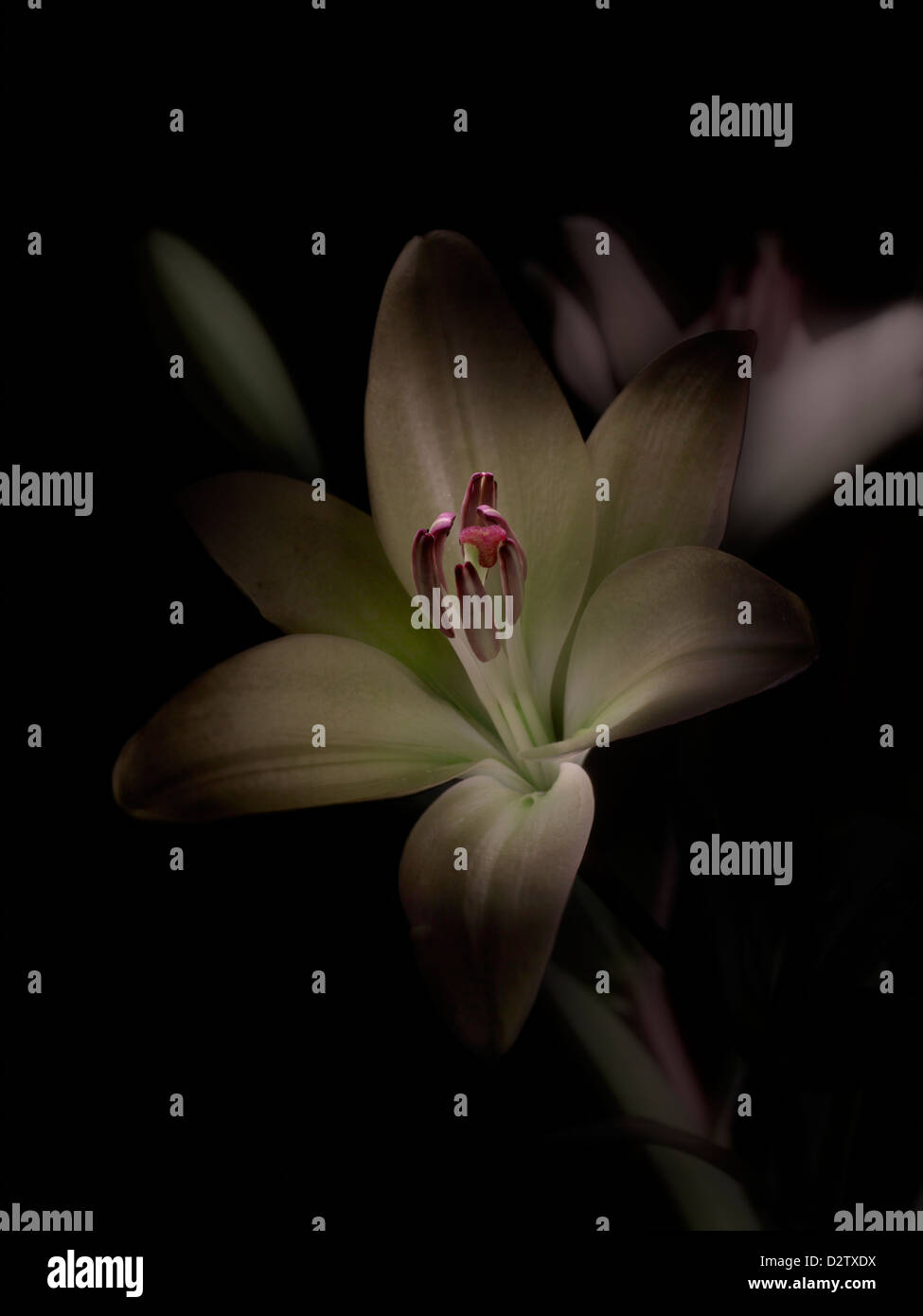 Weiße Lilie Blume mit schöner Beleuchtung Stockfoto