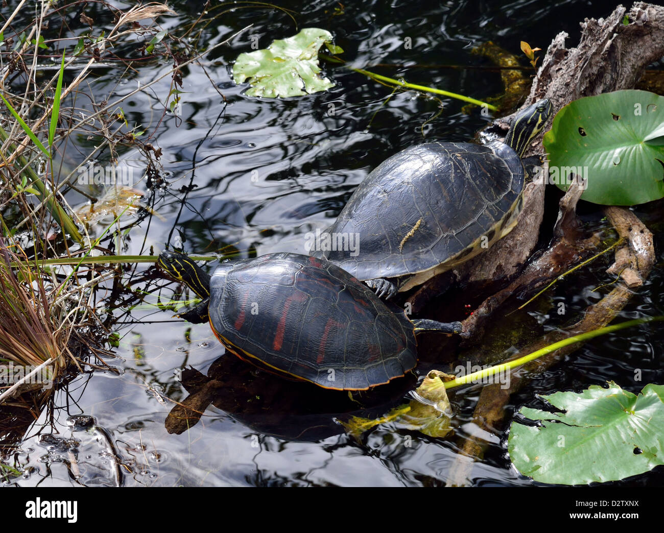 Ein paar Florida rot-billed Schildkröten. Der Everglades Nationalpark, Florida, USA. Stockfoto