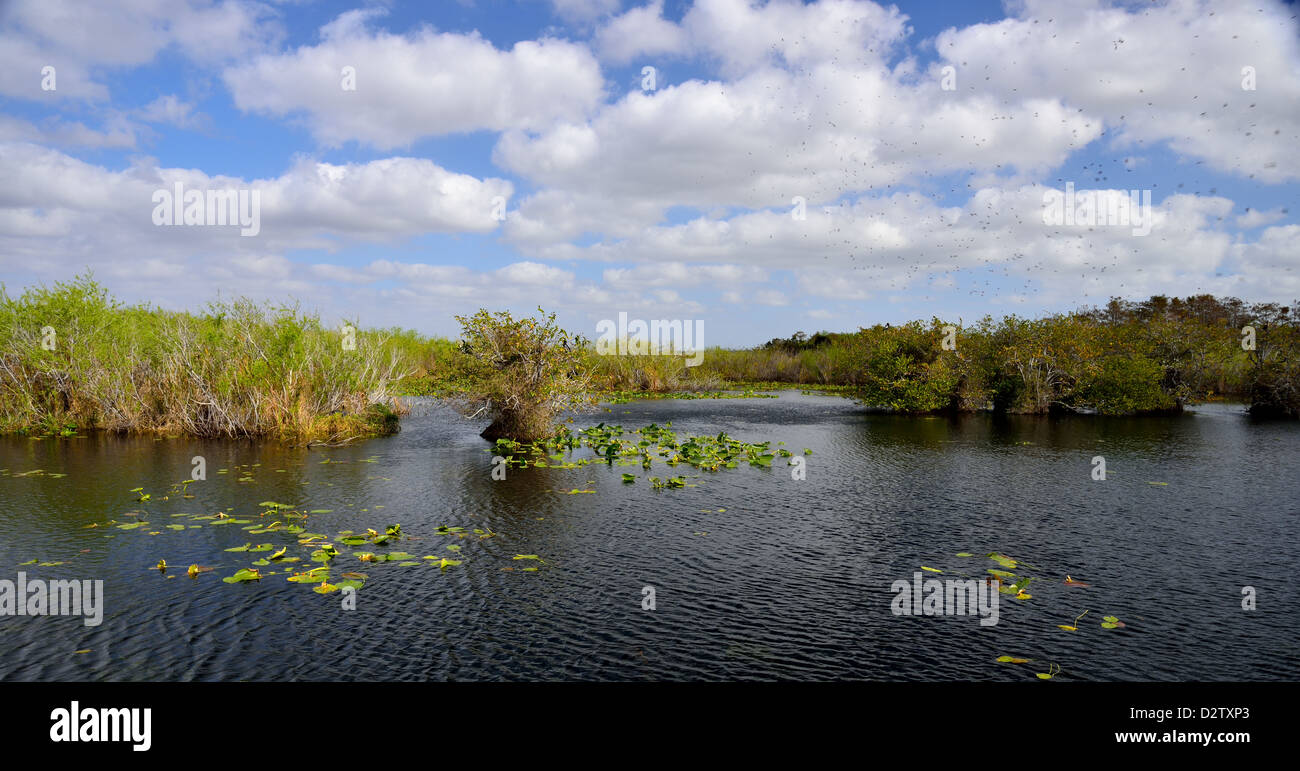 Panorama von Mangrovenwald. Der Everglades Nationalpark, Florida, USA. Stockfoto