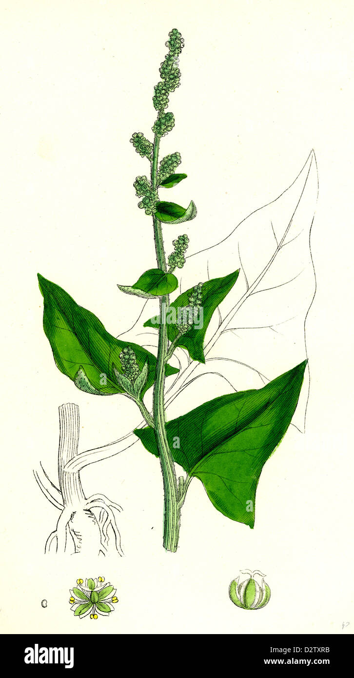 Chenopodium Bonus-Henricus; Allgood Stockfoto