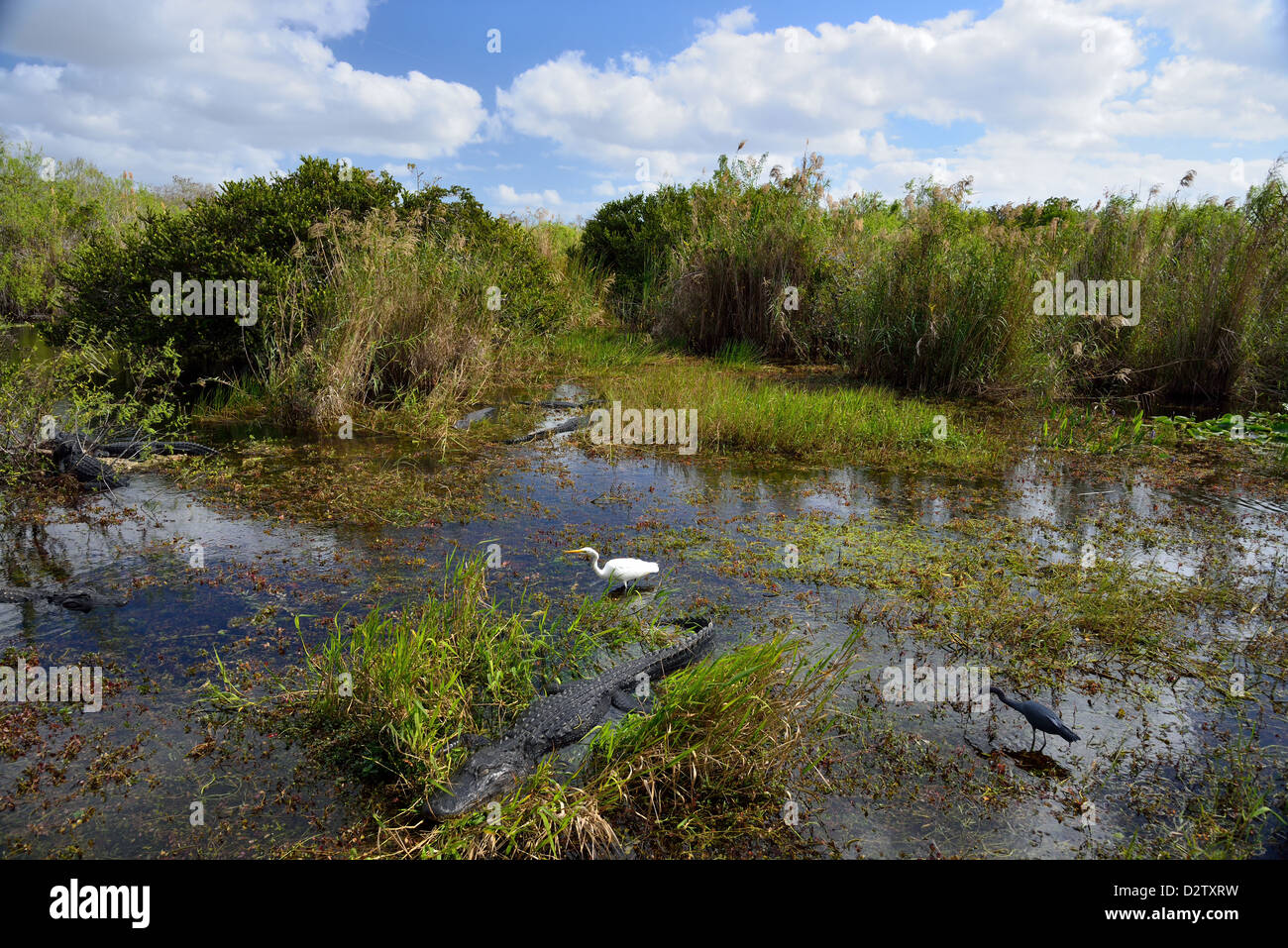 Momentaufnahme der Öko-System, Krokodile und Vögel leben nebeneinander in den Sumpf. Der Everglades Nationalpark, Florida, USA. Stockfoto