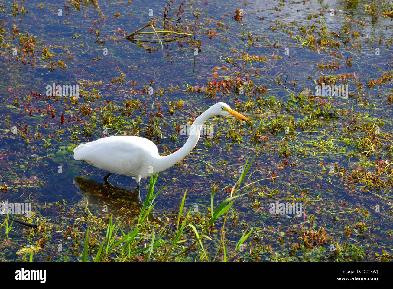 Ein Silberreiher (Ardea Alba) Angeln im Moor. Der Everglades Nationalpark, Florida, USA. Stockfoto