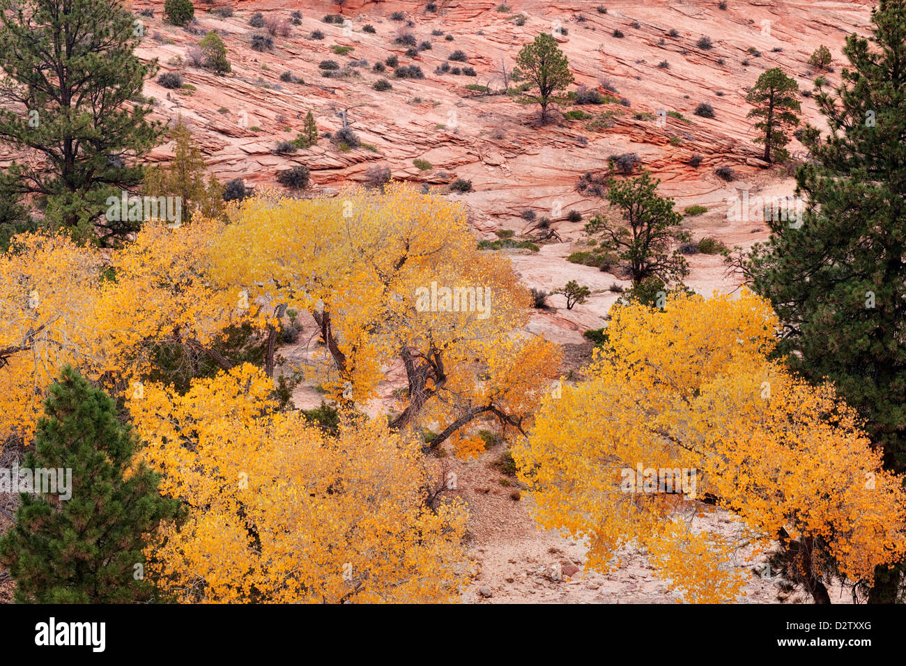 Herbst gold Pappeln unter der Slick rock Gelände auf Utahs Ostseite des Zion National Park. Stockfoto