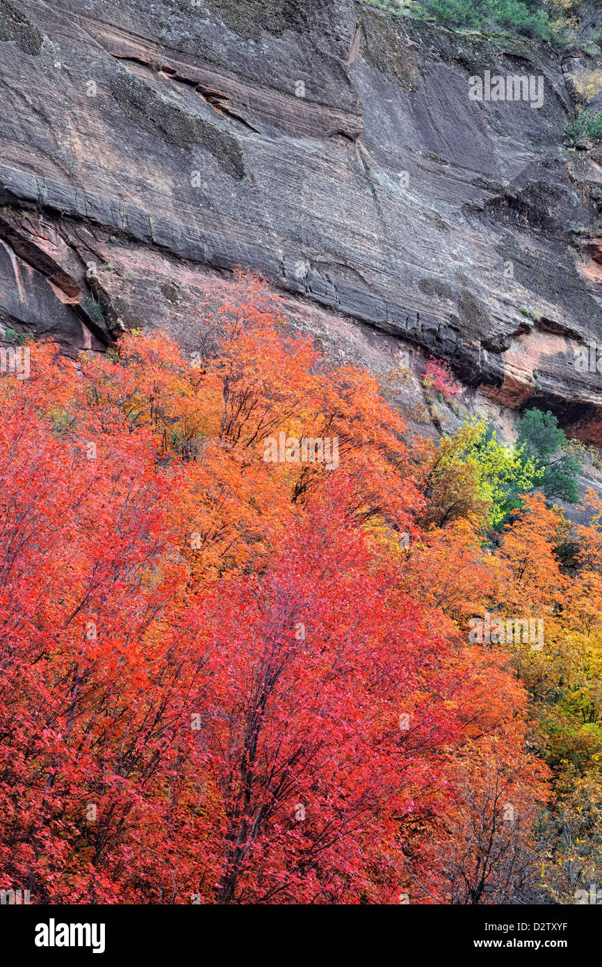 Rote große Zahn Ahornbäume dominieren die Herbstfarbe im Zion Canyon und Utahs Zion National Park. Stockfoto