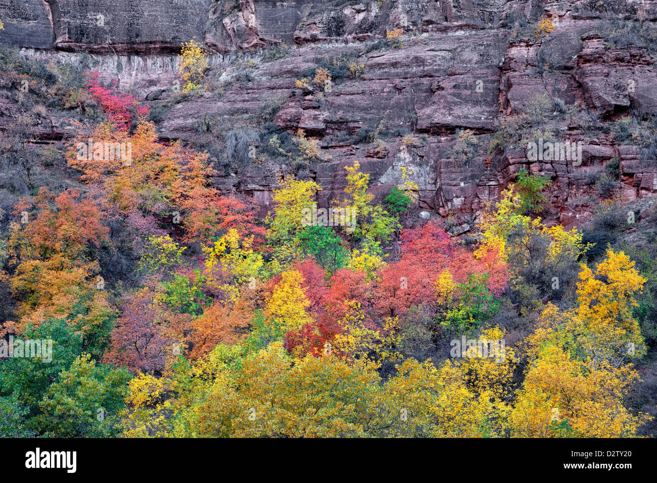 Eine Palette von Herbst Farbe an den Wänden des Zion Canyon und Utahs Zion National Park. Stockfoto