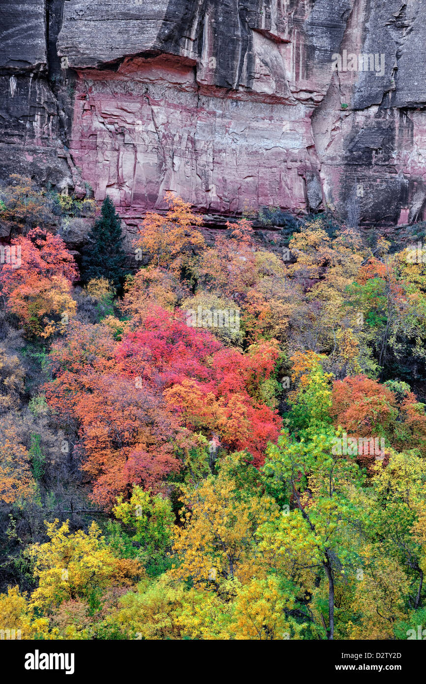 Eine Palette von Herbst Farbe an den Wänden des Zion Canyon und Utahs Zion National Park. Stockfoto