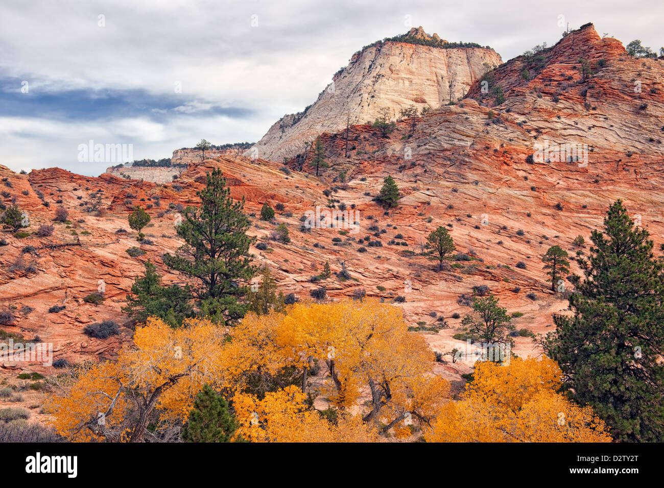 Herbst gold Pappeln unter der Slick rock Gelände auf Utahs Ostseite des Zion National Park. Stockfoto