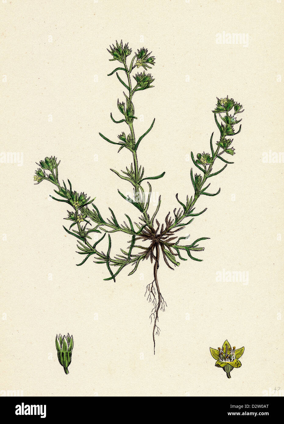Scleranthus Annuus var Genuinus gemeinsame Knawel var. ein. Stockfoto