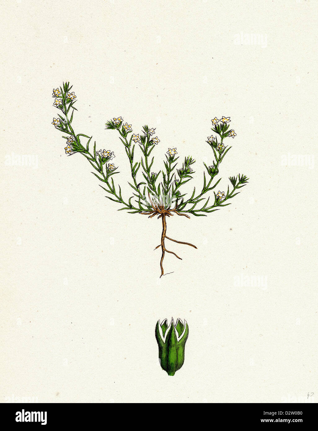 Scleranthus Annuus var. Biennis gemeinsame Knawel var. B. Stockfoto