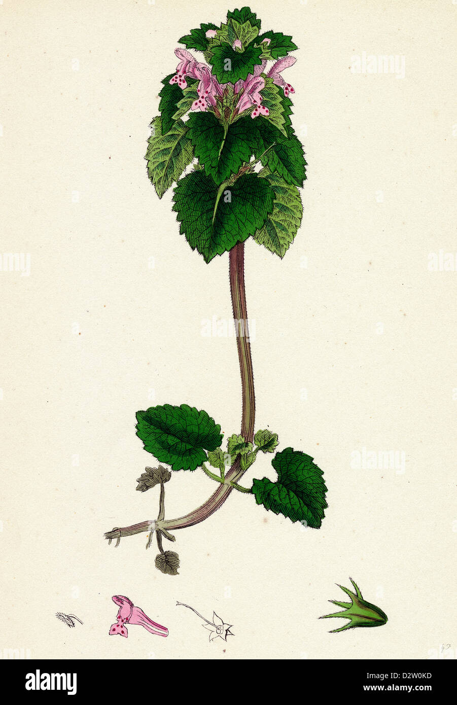 Lamium Purpureum Red Dead-Brennnessel Stockfoto