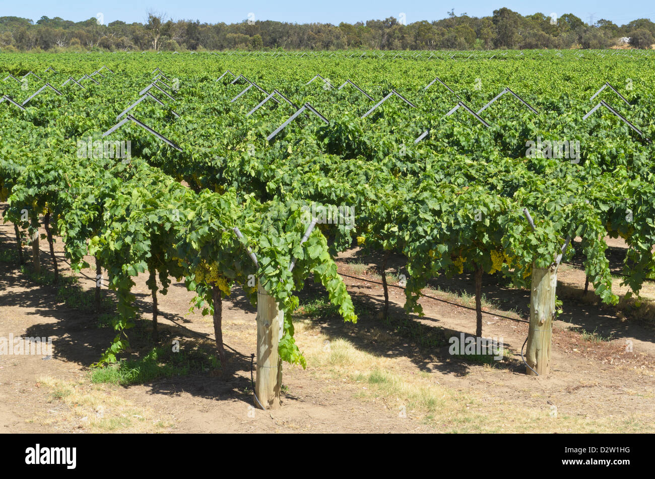 Weinreben im Swan Valley am Stadtrand von Perth, Western Australia Stockfoto