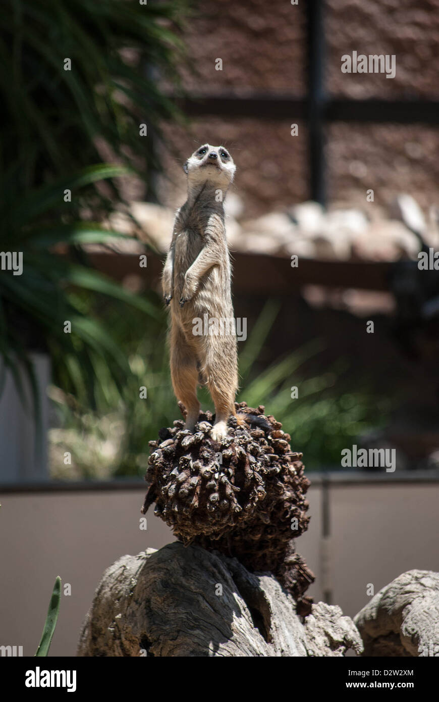 Ein Erdmännchen hält Wache, die auf der Suche nach Gefahr Stockfoto