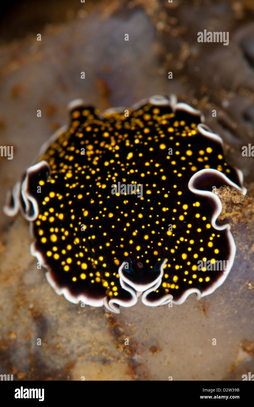 Flacher wurm Stockfotos und bilder Kaufen Alamy