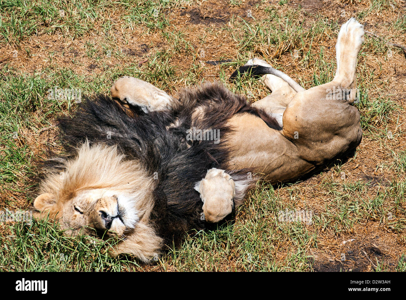 Wie Lange Schläft Ein Löwe www.alamy.de