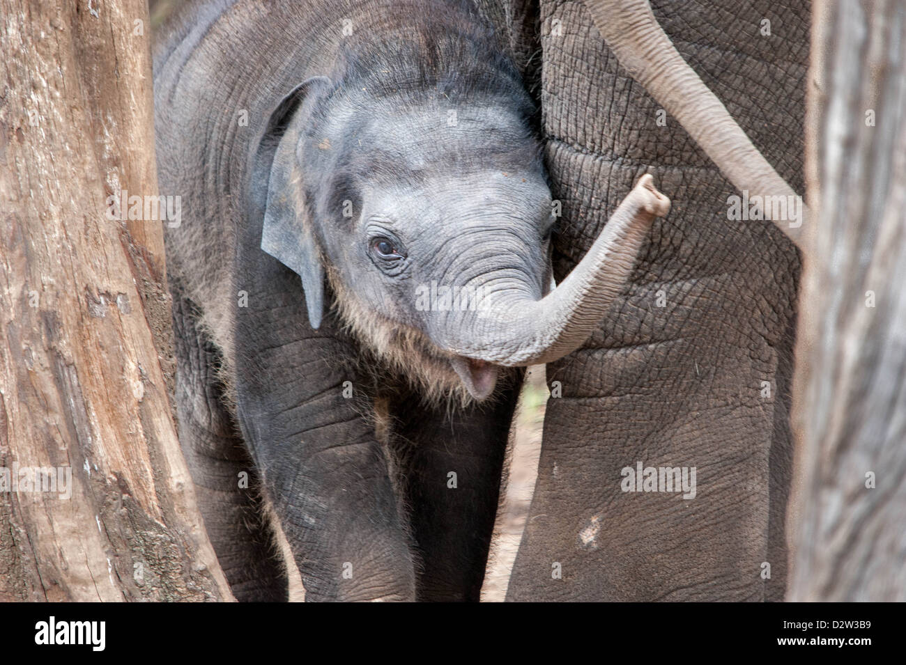 Eine Baby-Elefant-Kalb späht, aber hält in der Nähe die weiblichen adulten in der Familiengruppe Stockfoto