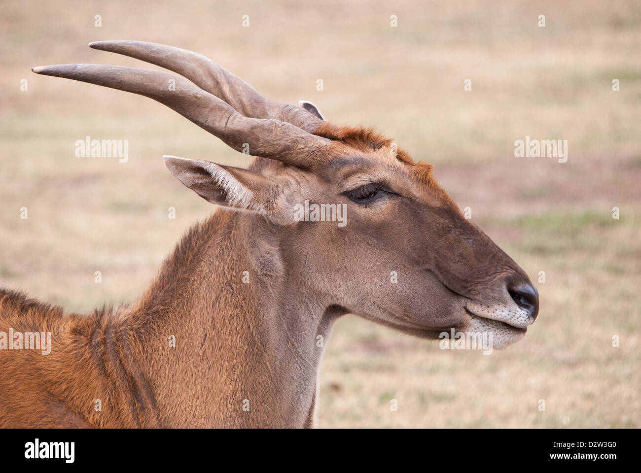 Ein Kopf und Schultern Schuss die Elenantilope mit seiner spiralförmigen Hörner Stockfoto
