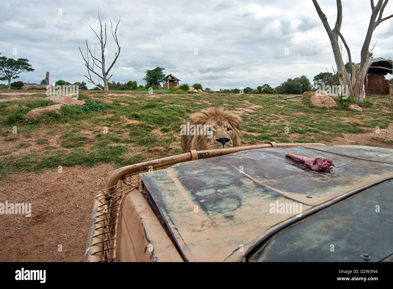 Ein männlicher Löwe starrt einen fleischigen Knochen links, um ihn auf die Motorhaube eines Fahrzeugs zu versuchen Stockfoto