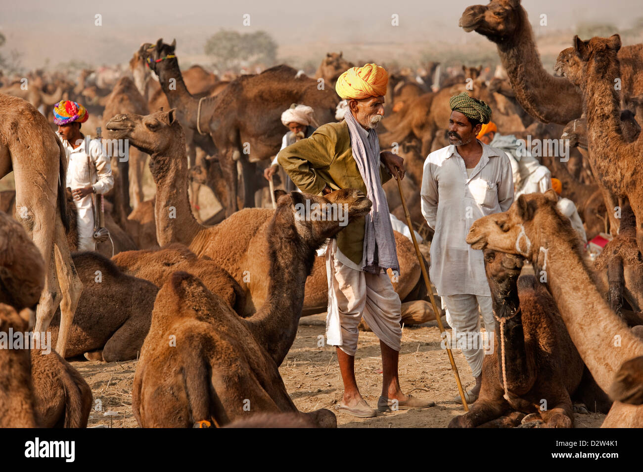 Kamel Händler tragen helle Turbane bei der jährlichen Camel fair in Pushkar in Indien mit mehreren Turban Männern und viele Kamele Stockfoto