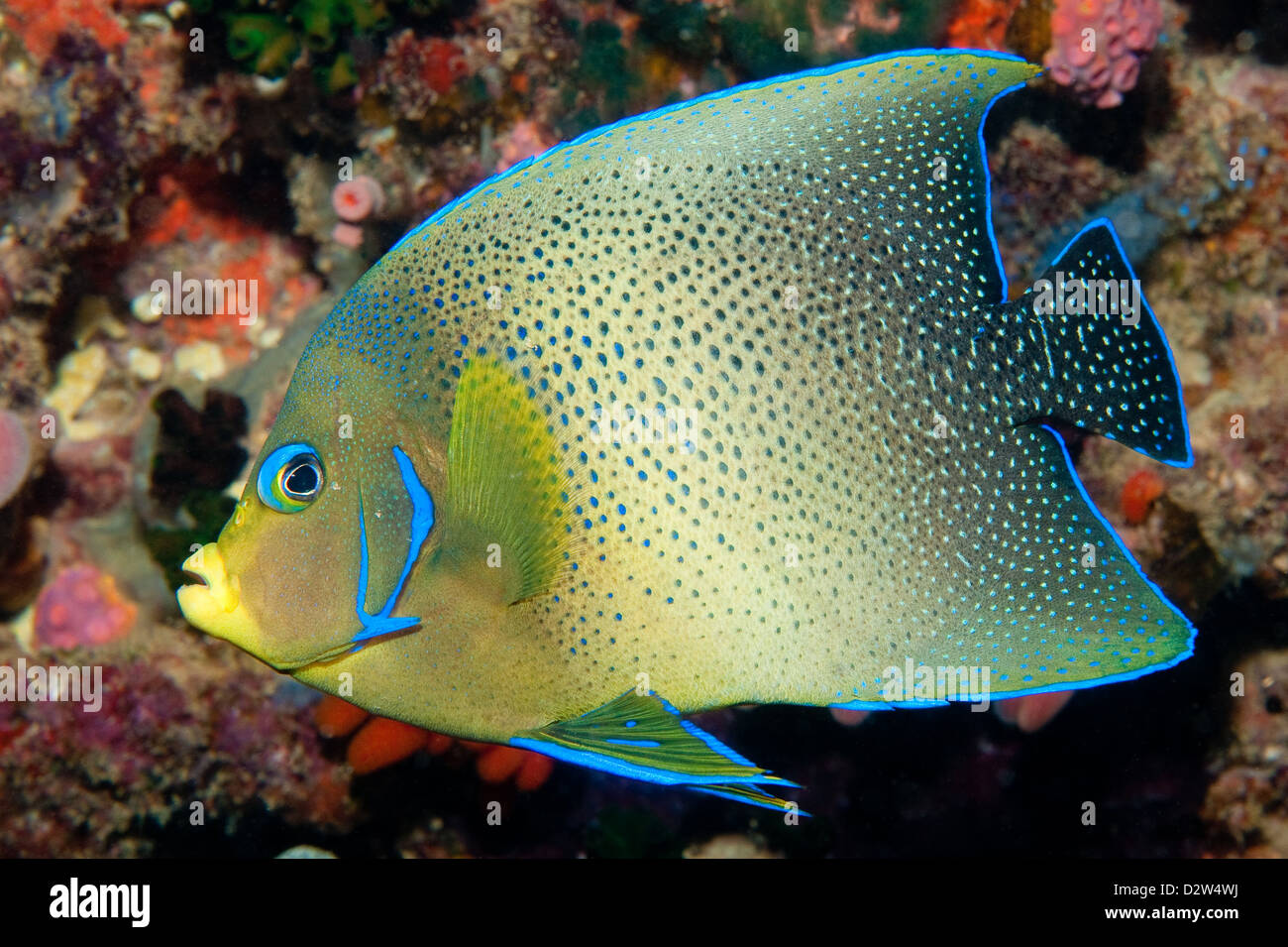 Halbkreis-Kaiserfisch (Pomacanthus Semicirculatus) ausgeschaltet, die Muiron Islands, Ningaloo Reef, Australien Stockfoto